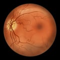 Eye retina, scientific illustration