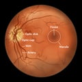 Eye retina, scientific illustration