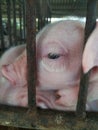 Eye`s piglet. Royalty Free Stock Photo