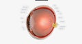 The Eye Sagittal Cross Section