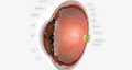 The Eye Sagittal Cross Section