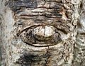 Eye Shape Tree Bark Royalty Free Stock Photo