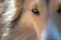 Eye of a Sheltie