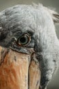 Eye of Shoebill,Balaeniceps rex, also known as whalehead. Large tall bird lives in tropical east Africa.It has huge, bulbous bill