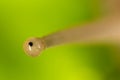 Eye snail in nature. super macro