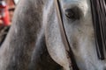 The eye of a spanish horse in Doma Vaquera