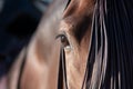 The eye of a spanish horse in Doma Vaquera