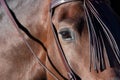 The eye of a spanish horse in Doma Vaquera