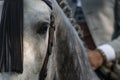 The eye of a spanish horse in Doma Vaquera Royalty Free Stock Photo