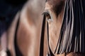 The eye of a spanish horse in Doma Vaquera