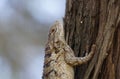 The eye of the Spiny Texas Lizard climbing a tree.