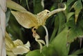 Eye-Spot Stanhopea Orchid Royalty Free Stock Photo