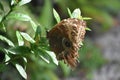 Eye Spots on the Wings of a Barn Owl Butterfly Royalty Free Stock Photo