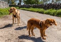 Group of dogs Royalty Free Stock Photo