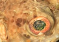 Eye of star puffer Royalty Free Stock Photo