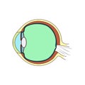 The eye is the structure of the eyeball. Isolate on a white background. Vector stock illustration eps10.