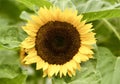 The Eye of a Sunflower Royalty Free Stock Photo