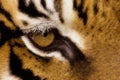 Eye of the Tiger