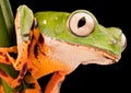 Eye of a Tiger leg Monkey tree frog Royalty Free Stock Photo