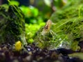 Eye to eye with an amano shrimp