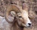 Eye To Eye With Bighorn Sheep