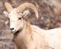 Eye To Eye With Bighorn Sheep