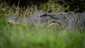 American Alligator