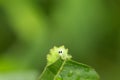 Eye to eye Small caterpillar eating a green leaf Royalty Free Stock Photo