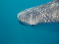 Eye to Eye with a whale shark Royalty Free Stock Photo