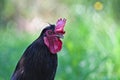 Eye to eye portrait of rooster on the small farm. Royalty Free Stock Photo