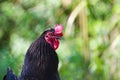 Eye to eye portrait of rooster on the small farm. Royalty Free Stock Photo