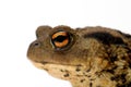 The eye of a toad Royalty Free Stock Photo