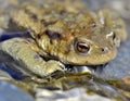 Eye of a toad Royalty Free Stock Photo