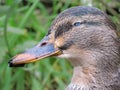 Eye ulcer on female mallard duck. Closeup of face.