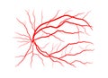 Eye vein system x ray angiography vector design isolated on whit