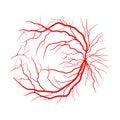 Eye vein system x ray angiography vector design isolated on whit