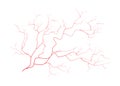 Eye veins, human red blood vessels, blood system. Vector illustration on white background