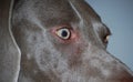 Eye of Weim Royalty Free Stock Photo