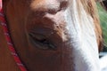 Eye of the white and brown horse Royalty Free Stock Photo
