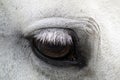 Eye of the white horse brown Royalty Free Stock Photo