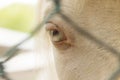 An eye of white horse in a zoo in Million Years Stone Park in Pattaya, Thailand Royalty Free Stock Photo