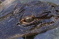 Eye Of A Young Alligator Royalty Free Stock Photo