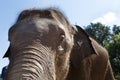 eye of young asian elephant Royalty Free Stock Photo