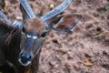 Eye of a young male kudu antelope Royalty Free Stock Photo