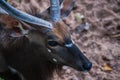 Eye of a young male kudu antelope Royalty Free Stock Photo