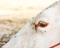 Eye of young white cow with fly. Royalty Free Stock Photo