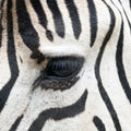 Eye of zebra Royalty Free Stock Photo