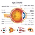 Eyeball medical anatomy icons set, cartoon style Royalty Free Stock Photo