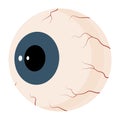 Eyeball round part of the eye within eyelids and socket