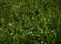 Eyebright Euphrasia growing in a hay meadow